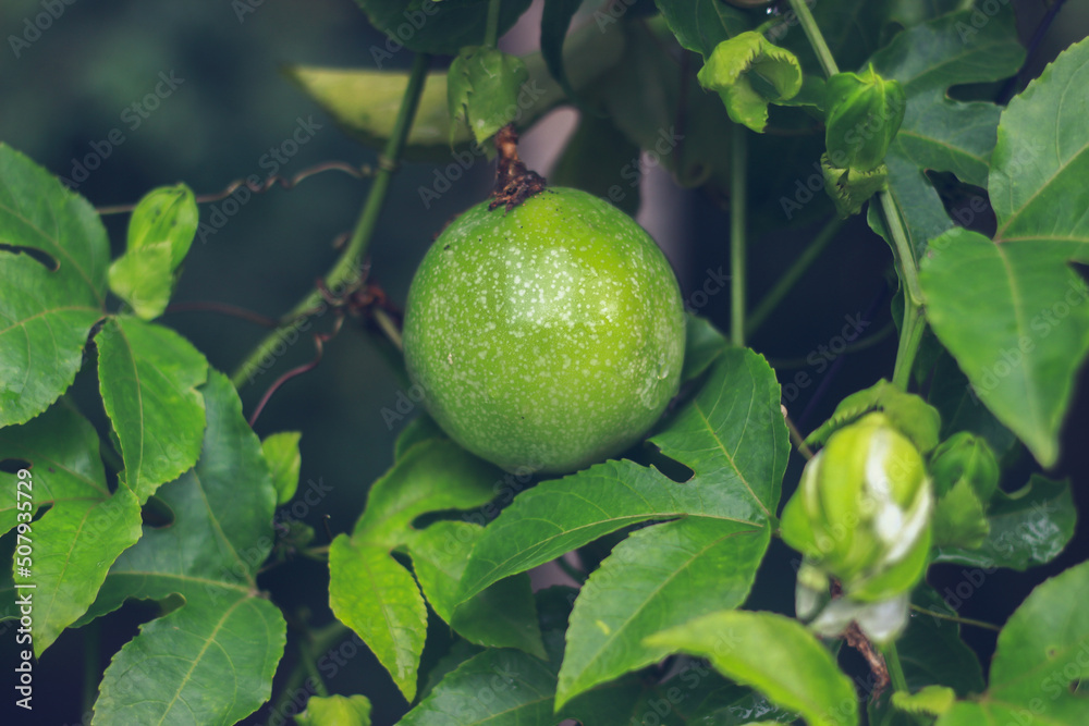 Passion fruit | Passiflora edulis Passion fruit | Passiflora edulis