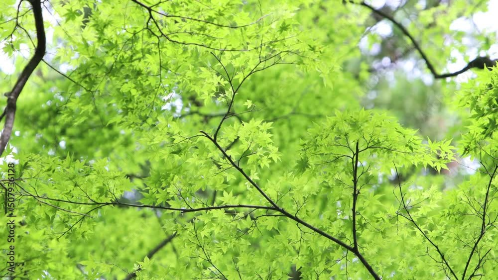 風に揺れるカエデの新緑 風に揺れるカエデの新緑