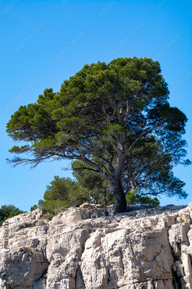 Mediterranean pine tree growing on white limestone rocks and cliffs in Calanques national park, Provence, France Mediterranean pine tree growing on white limestone rocks and cliffs in Calanques national park, Provence, France