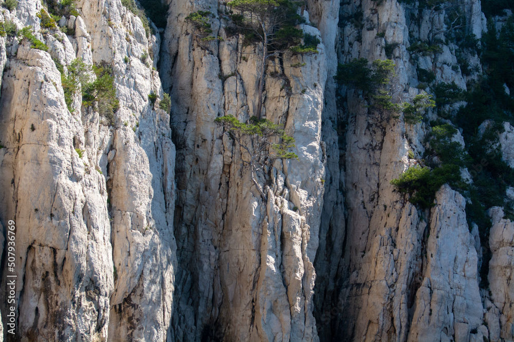 Mediterranean pine tree growing on white limestone rocks and cliffs in Calanques national park, Provence, France Mediterranean pine tree growing on white limestone rocks and cliffs in Calanques national park, Provence, France