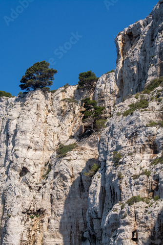 Mediterranean pine tree growing on white limestone rocks and cliffs in Calanques national park, Provence, France © barmalini