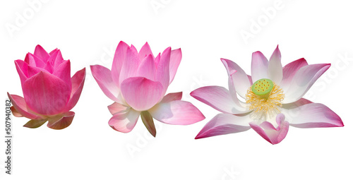 Set of water lily isolated on white background with clipping paths