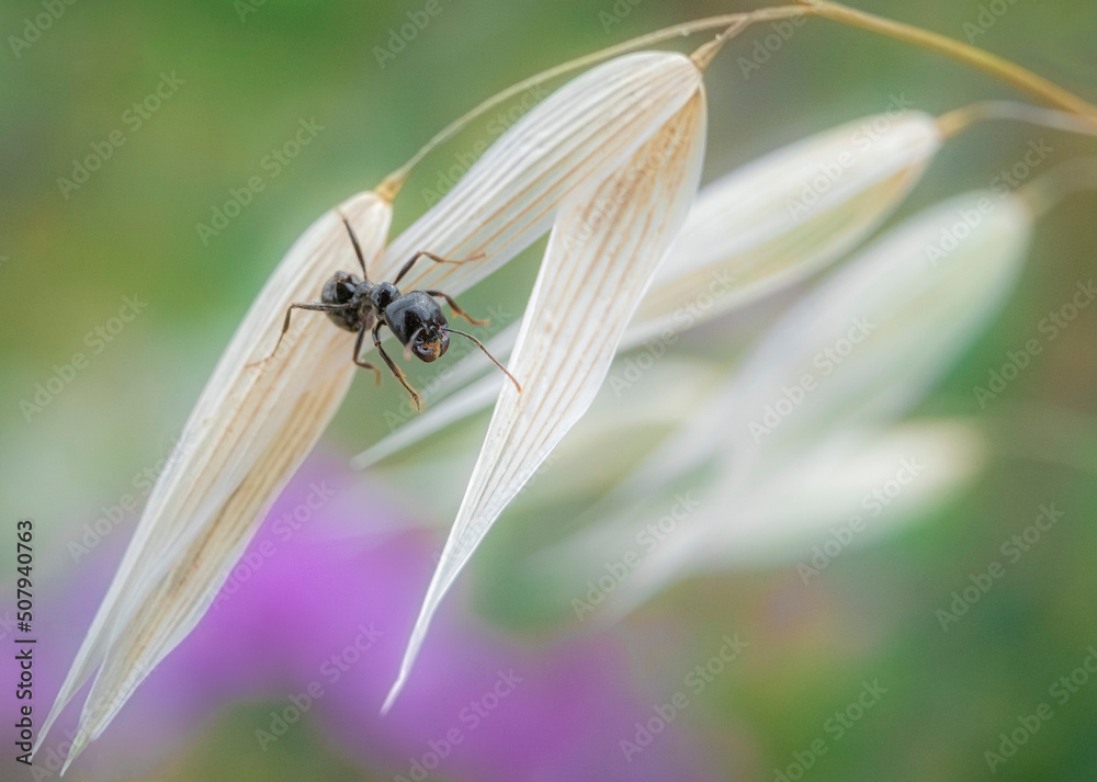 fly on a leaf fly on a leaf