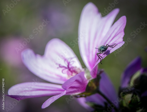 bee on a flower