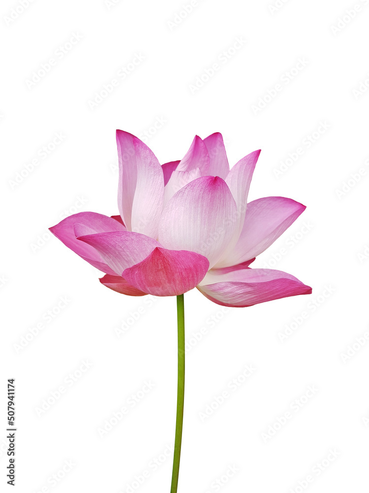 Waterlily (Pink lotus) blooming. Isolated on a white background. 
(clipping path)