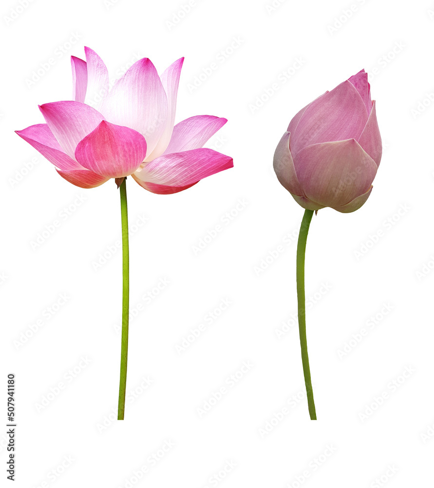 Collection Waterlily (Pink lotus) blooming and bud. Isolated on a white background. 
(clipping path)
