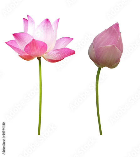Collection Waterlily  Pink lotus  blooming and bud. Isolated on a white background.   clipping path  