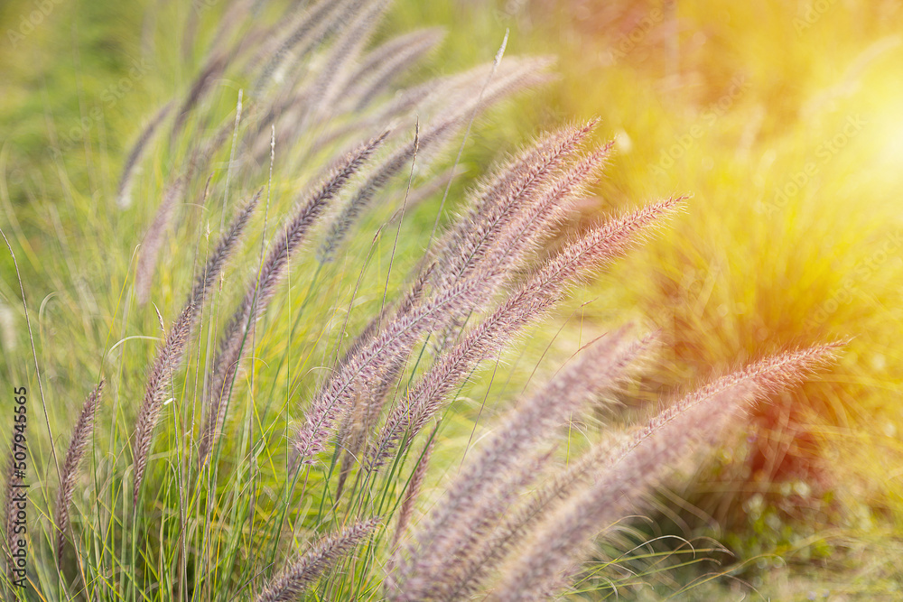 Close-up of the fountain grass (Pennisetum setaceum) in the middle of a beautiful Close-up of the fountain grass (Pennisetum setaceum) in the middle of a beautiful