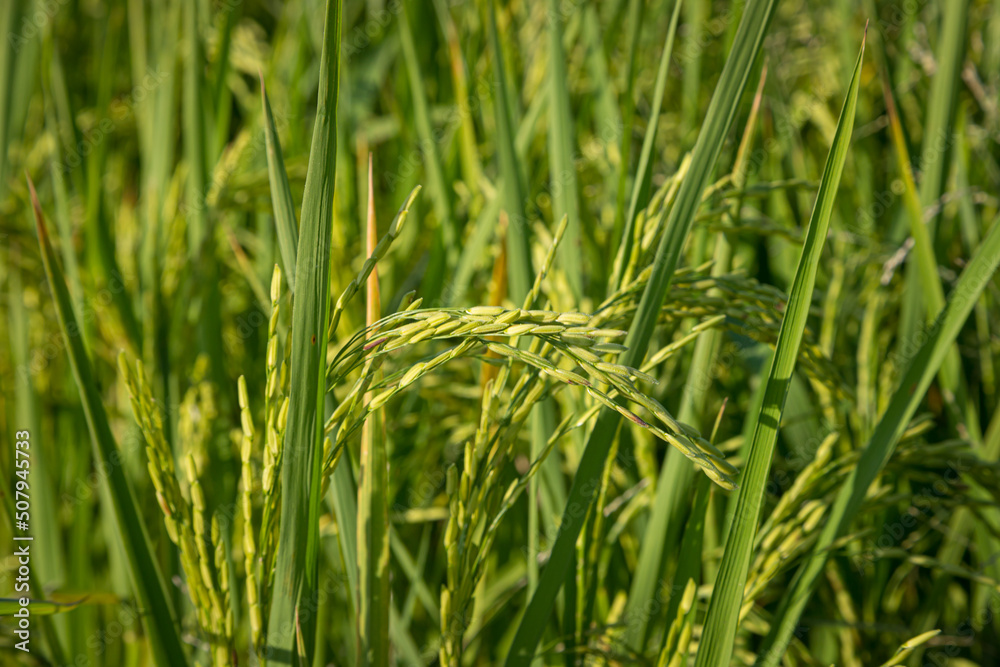 green rice fields are blooming green rice fields are blooming