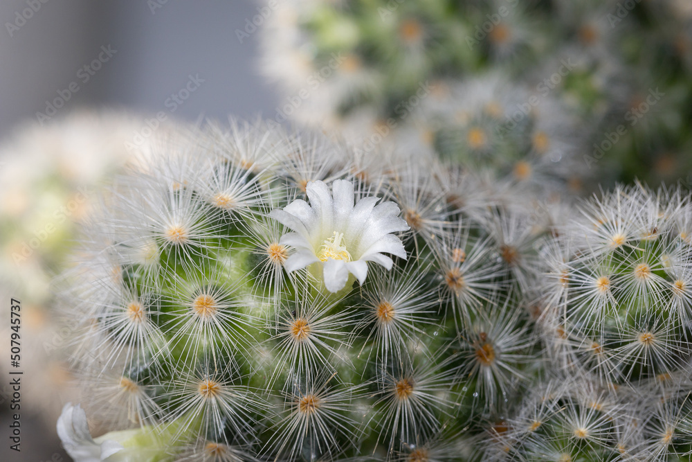 Mammillaria Plumosa cactus beautiful yellow flowers blooming Mammillaria Plumosa cactus beautiful yellow flowers blooming