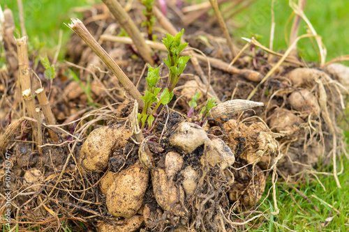 Dahlia tubers with young green shoots lie on the green grass in spring photo