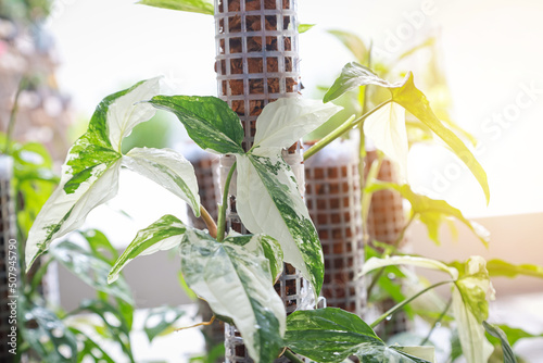 Close up Syngonium podophyllum white variegated photo