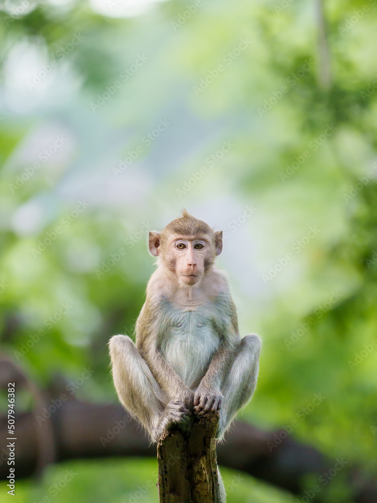 Portrait , one little brown monkey or Macaca in the forest park sits on ...