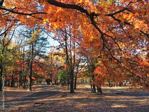 the beautiful autumn leaves of Tokyo  Japan