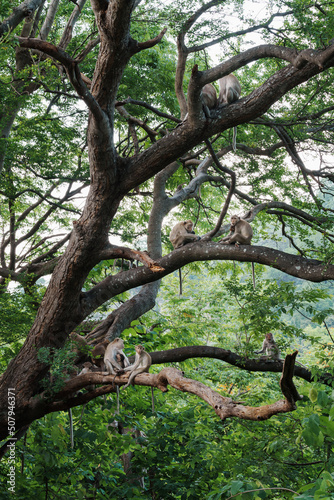 Fototapeta Naklejka Na Ścianę i Meble -  The monkeys or Macaca live as a family in the trees in the natural forest at Khao Ngu Stone Park, Ratchaburi, Thailand. Leave space for text input.