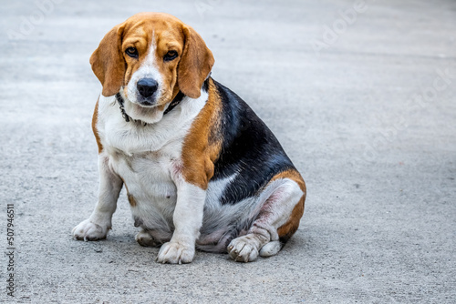 Cute Beagle dog sitting on the street