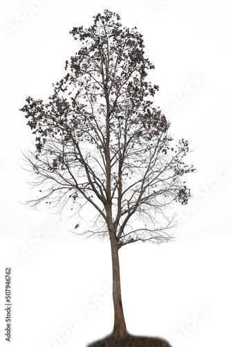 Trees for decoration, cut, white background. © wasan sriprachote