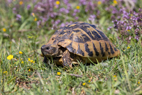 Eine Dalmatinische Landschildkröte in der Seitenansicht in einer Blumenwiese photo