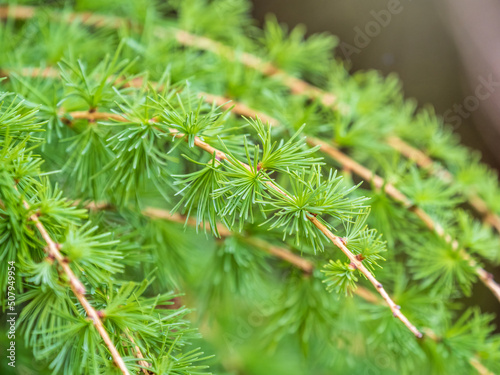 Young branches of larch. Closeup of green larch young needles.