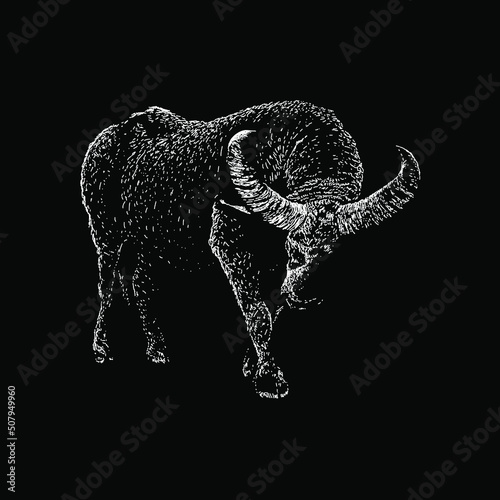 Water Buffalo hand drawing vector illustration isolated on black background