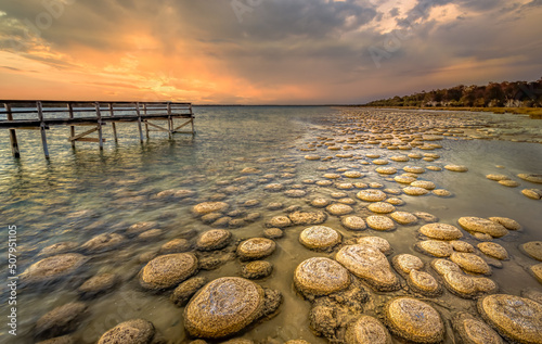 Thrombolites can be distinguished from microbialites or stromatolites by their massive size