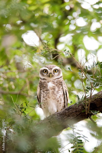 Spotted Owlet Perched on a tree.