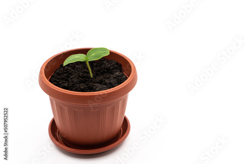 Top or side view of a young plant in a pot on a white background. cucumber seedling