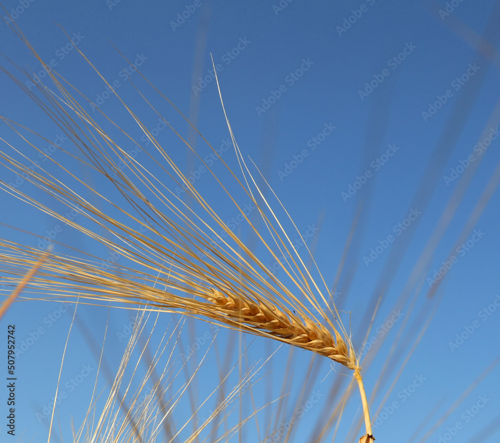 Single ear of wheat with the background of blue sky from below Single ear of wheat with the background of blue sky from below