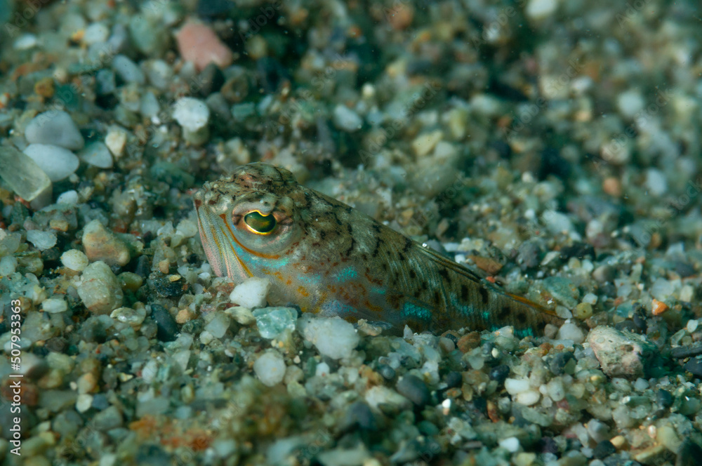 Tracina drago, Trachinus draco, nascosta nel fondo sabbioso Tracina drago, Trachinus draco, nascosta nel fondo sabbioso