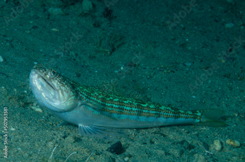 
pesce lucertola, Synodus saurus, appoggiato sulla sabbia  photo
