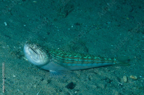 pesce lucertola, Synodus saurus, appoggiato sulla sabbia photo