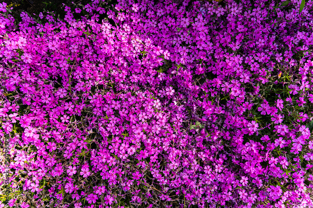 Tufted phlox (Phlox douglasii) 'Crackerjack' blooms in the plant nursery in early June. Tufted phlox (Phlox douglasii) 'Crackerjack' blooms in the plant nursery in early June.