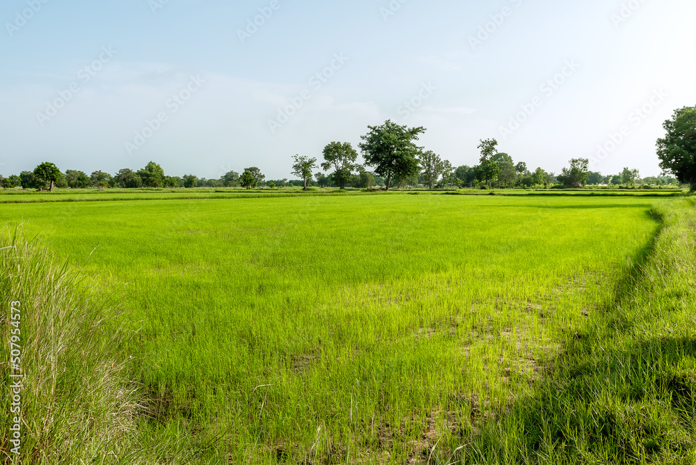 Plots of jasmine rice in Thailand.