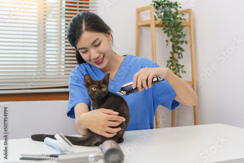 Pet salon concept, Female veterinarian using hair clipper to trim fur of cat in the salon