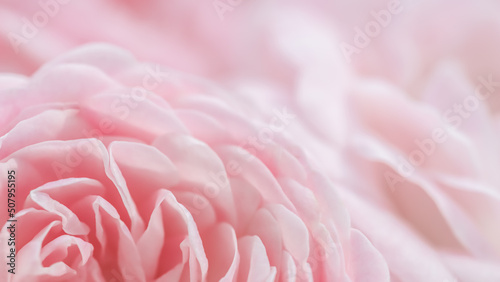 Soft focus  abstract floral background  pink rose flower. Macro flowers backdrop for holiday design