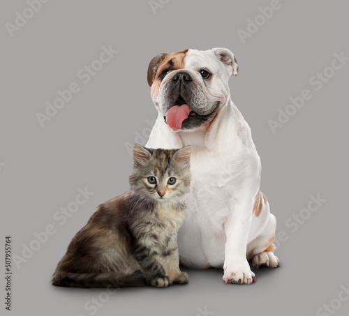 Cute cat and dog on grey background. Animal friendship © New Africa