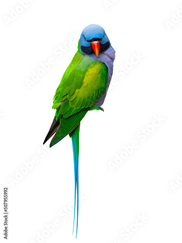 parrot isolated on white