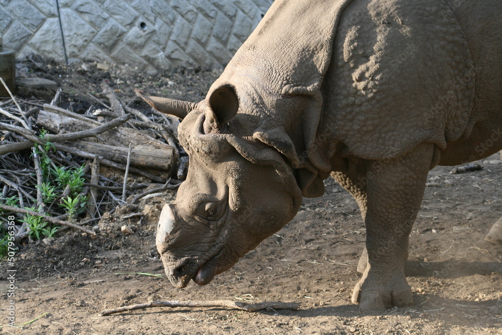 Obraz premium オチョボグチの可愛いインドサイ