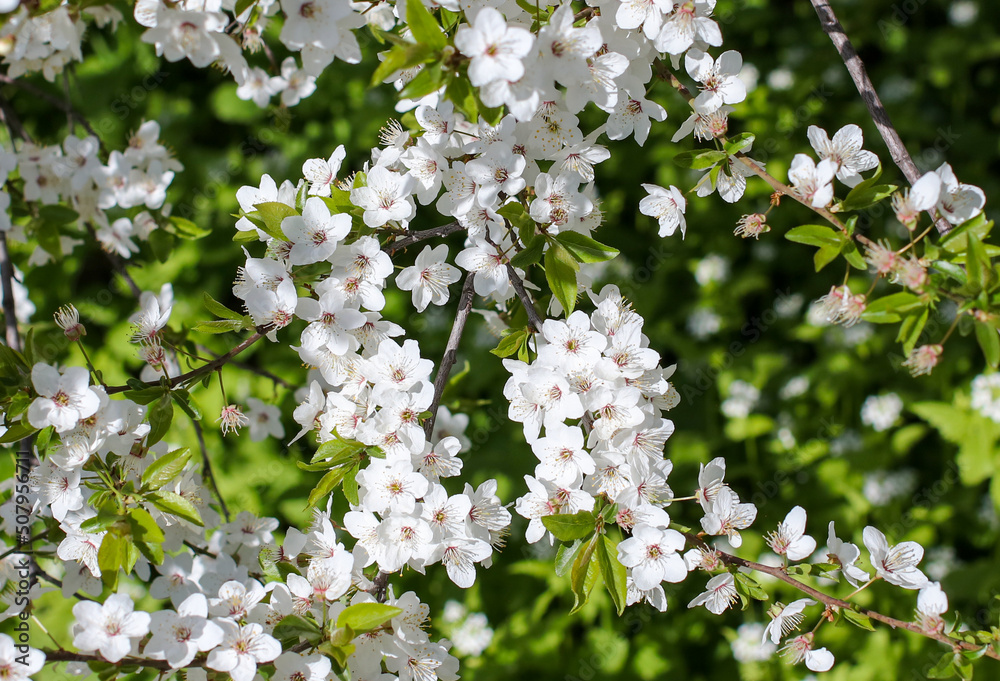 Flowers on a cherry tree in the park.