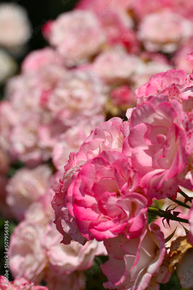 Beautiful mix pink coloring elegant rose flower Beautiful mix pink coloring elegant rose flower