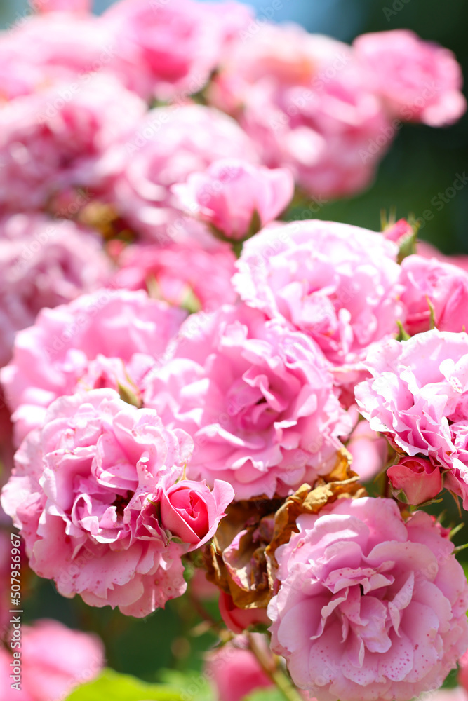 Beautiful mix pink coloring elegant rose flower 