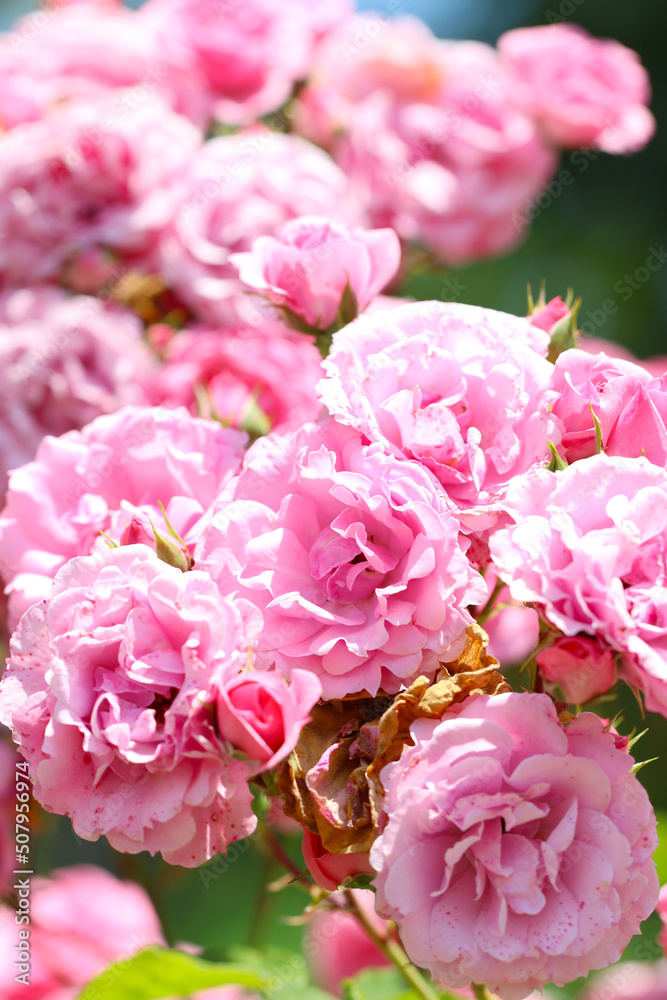 Beautiful mix pink coloring elegant rose flower Beautiful mix pink coloring elegant rose flower