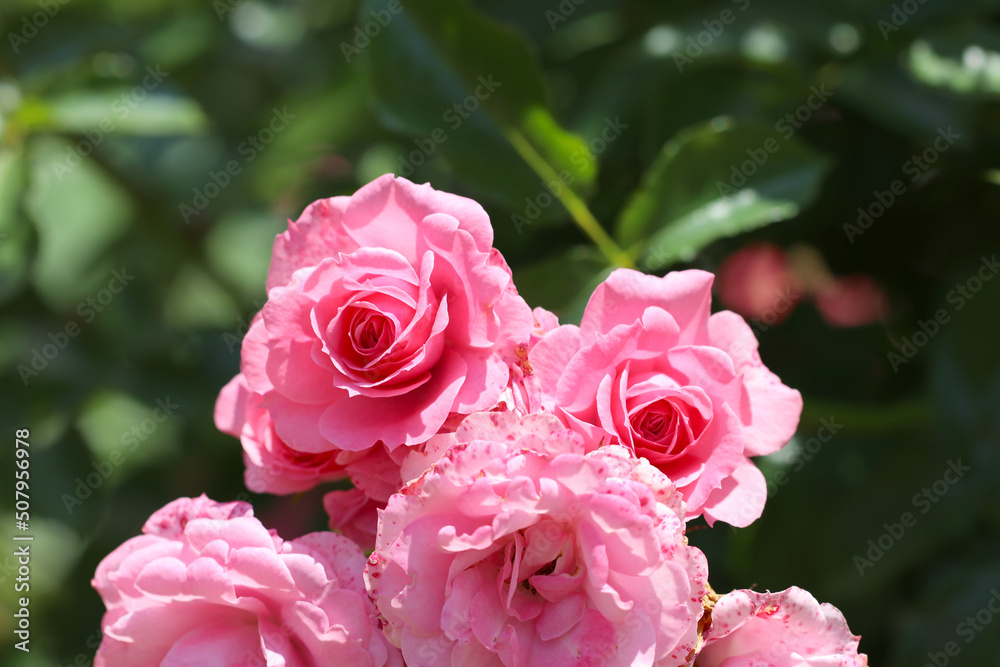 Beautiful mix pink coloring elegant rose flower Beautiful mix pink coloring elegant rose flower