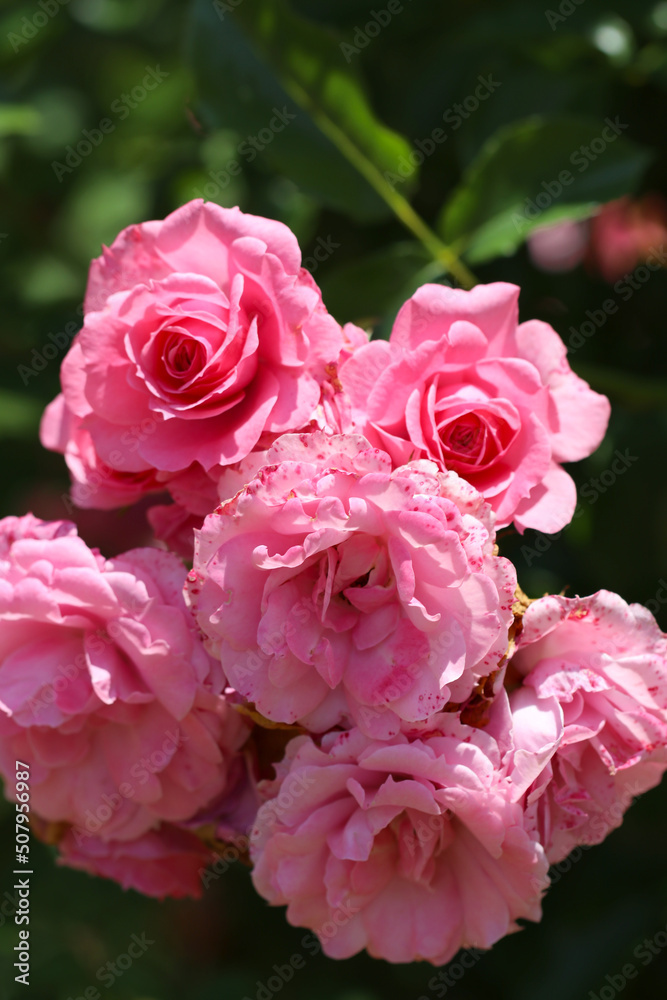 Beautiful mix pink coloring elegant rose flower 