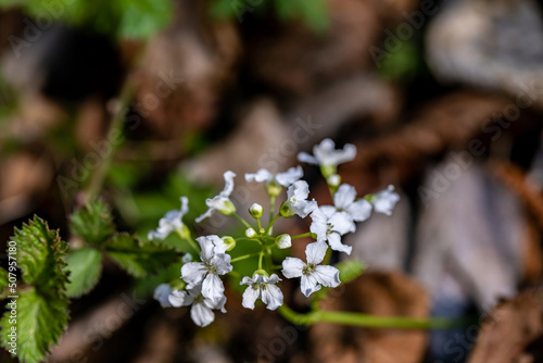 Cardamine trifolia flower in mountains, close up photo