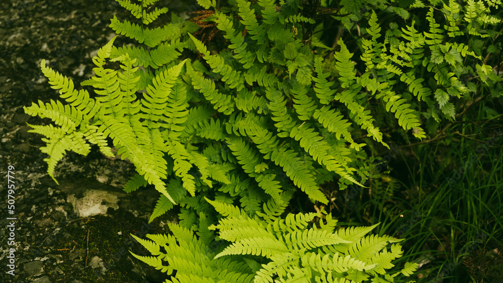 Fototapeta premium 新緑に囲まれた山間にあるシダ植物