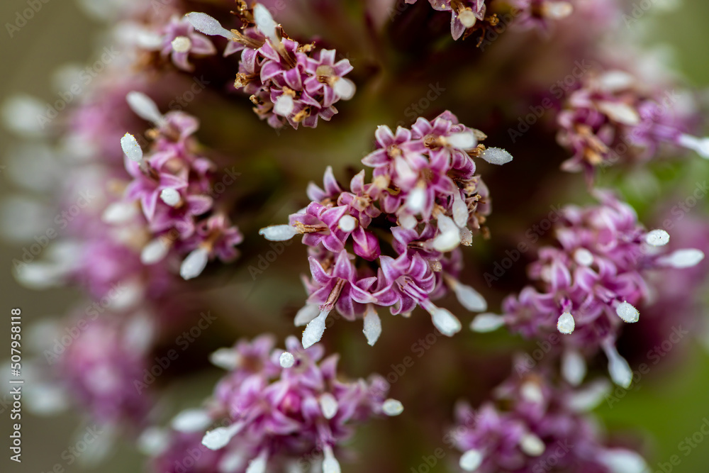 Petasites hybridus flower growing in meadow Petasites hybridus flower growing in meadow