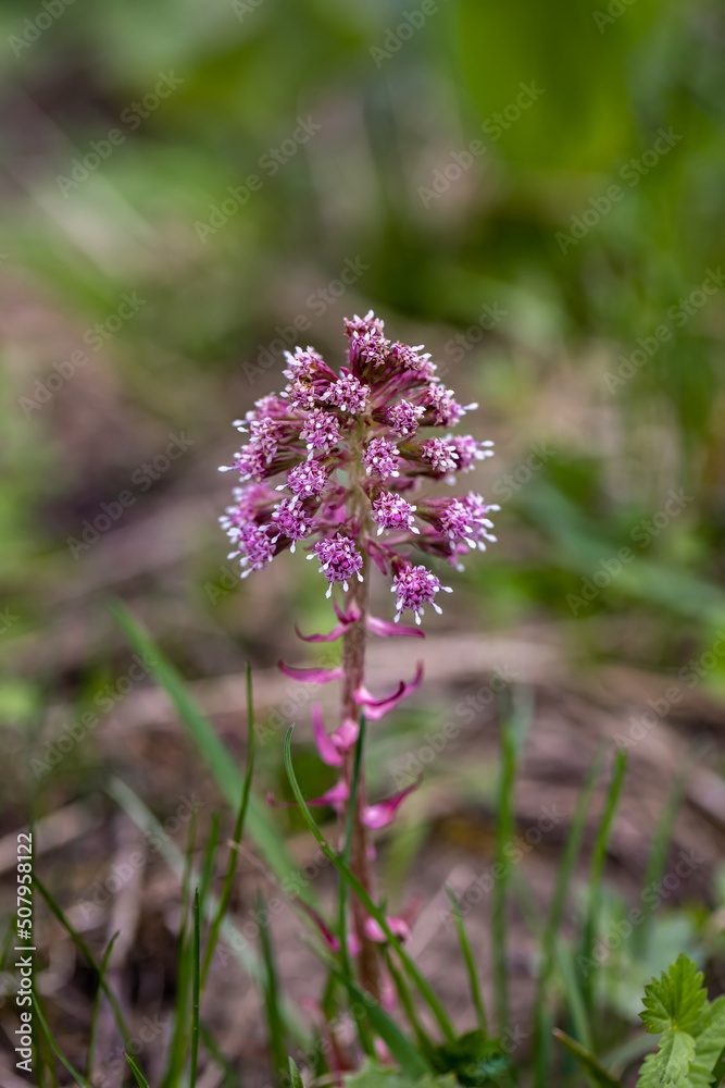 Petasites hybridus flower in meadow, close up Petasites hybridus flower in meadow, close up