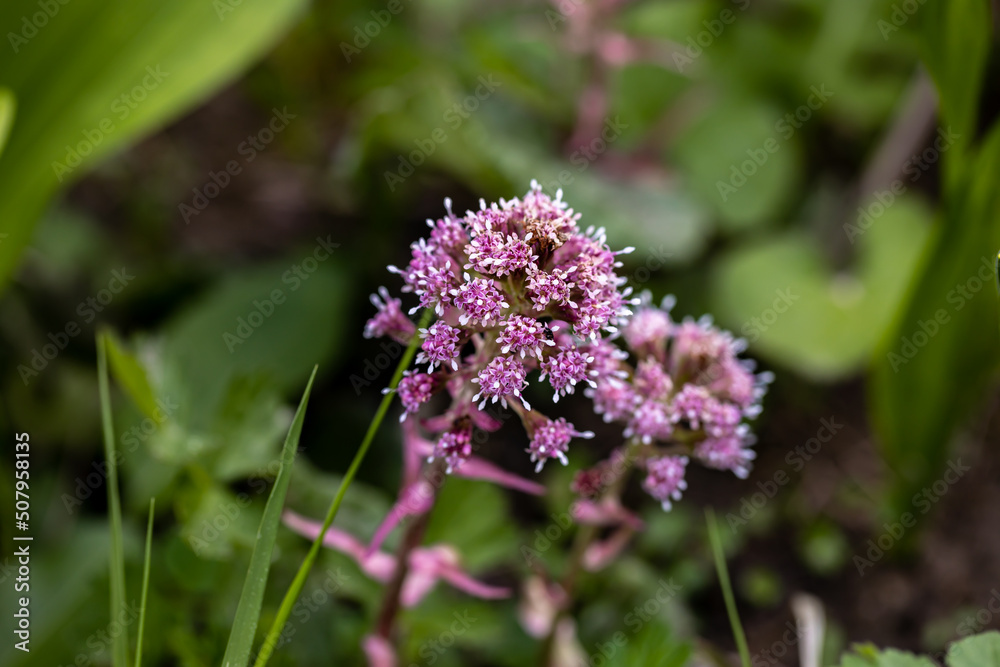 Petasites hybridus flower growing in meadow, close up Petasites hybridus flower growing in meadow, close up