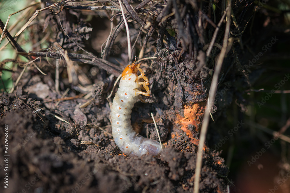 Fototapeta premium European chafer larvae soft focus